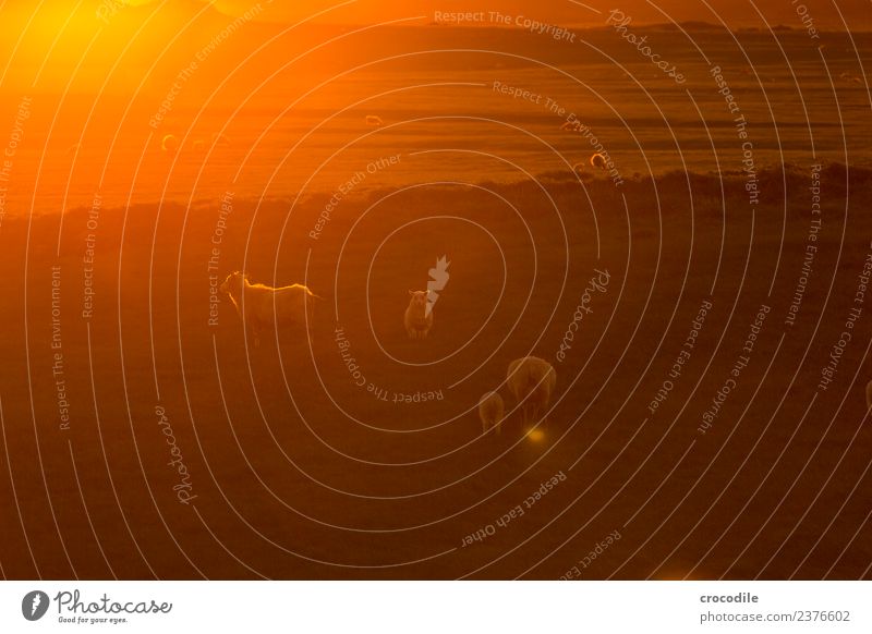 Mäh V Tier Schaf Lamm Herde Tierjunges Tierfamilie Gelassenheit Farbfoto Gedeckte Farben Außenaufnahme Dämmerung Licht Kontrast Sonnenaufgang Sonnenuntergang