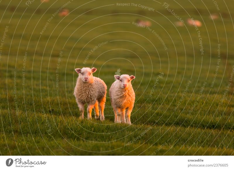 Mäh VI Tier Schaf Lamm Herde Tierjunges Tierfamilie Gelassenheit Farbfoto Gedeckte Farben Außenaufnahme Dämmerung Licht Kontrast Sonnenaufgang Sonnenuntergang