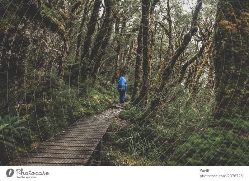 keep going Natur Landschaft Pflanze Frühling Sommer Klima Wetter schlechtes Wetter Regen Urwald gehen wandern nass grün Abenteuer Fitness Fortschritt Freiheit