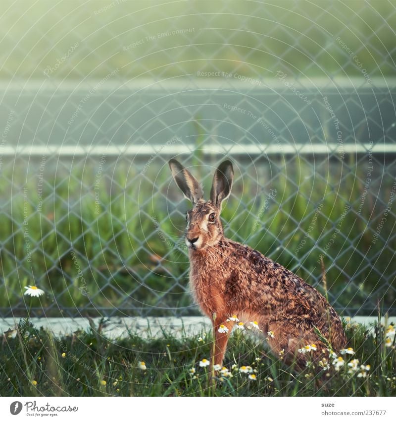 Mein Name ist Hase ... Ostern Umwelt Natur Tier Wiese Wildtier Tiergesicht 1 außergewöhnlich schön natürlich niedlich wild braun grün Neugier Zaun