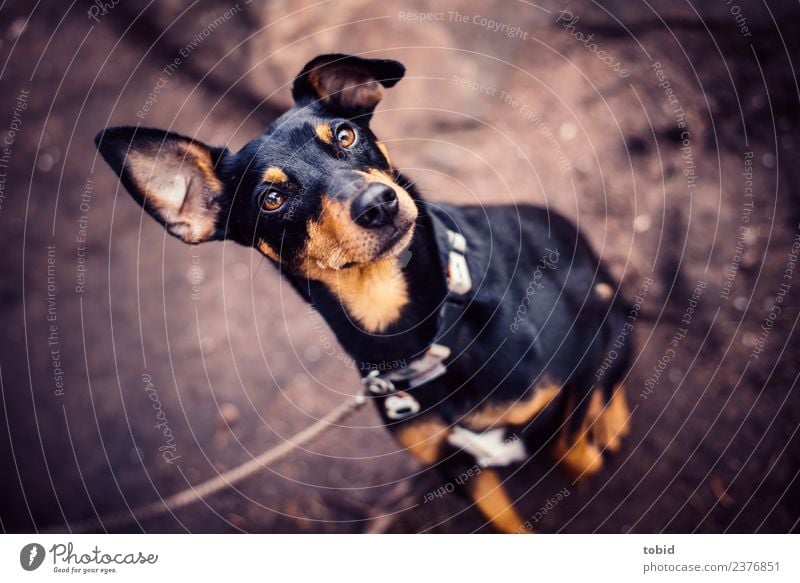 Hund Tier Haustier Tiergesicht Fell 1 beobachten Blick sitzen frech kuschlig nah Erwartung Pinscher Hundeleine Farbfoto Außenaufnahme Menschenleer Tierporträt