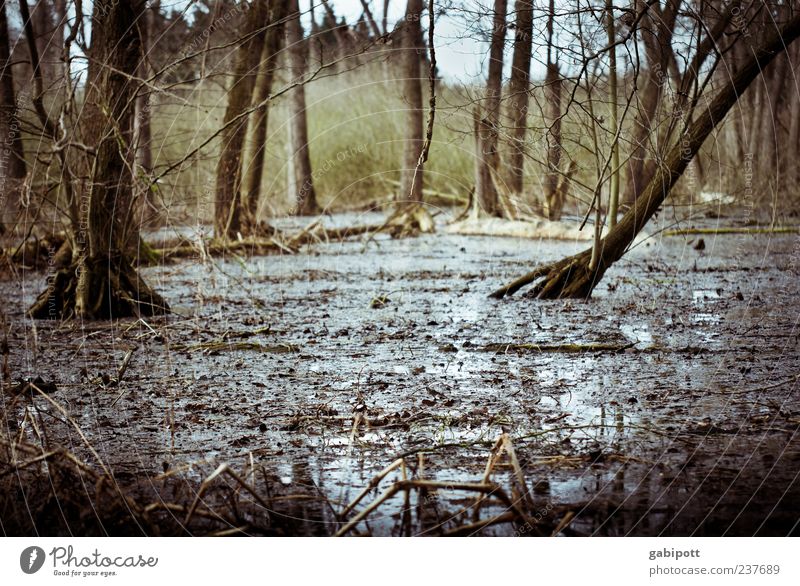 Wald unter Wasser Umwelt Natur Landschaft Pflanze Urelemente Erde Klimawandel Unwetter Regen Baum Sträucher Urwald Moor Sumpf Flußauen Auwald Überschwemmung