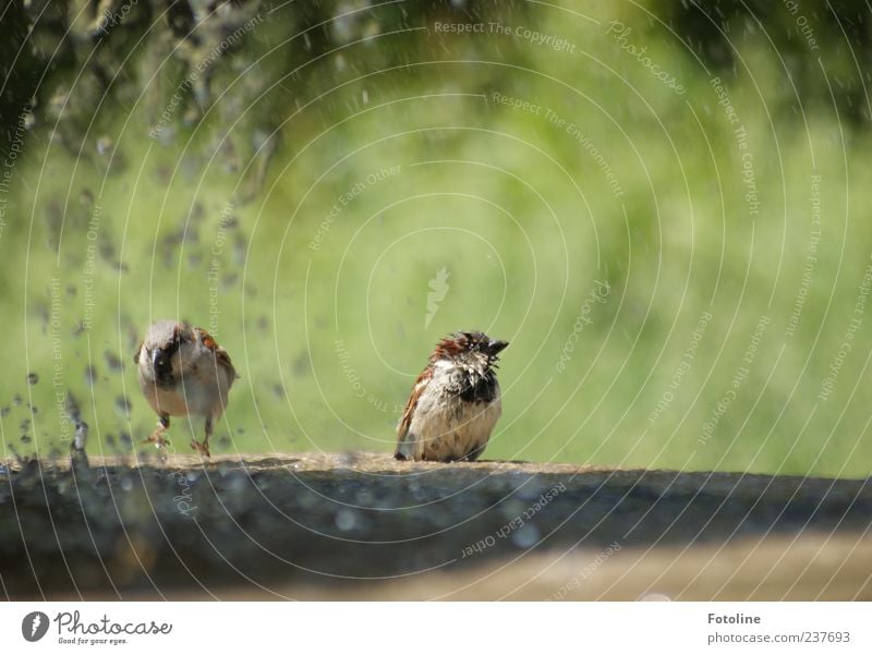 kleine Wasserpanscher Umwelt Natur Tier Urelemente Wassertropfen Sommer Park Wildtier Vogel hell nass natürlich grün Spatz strubbelig baden Feder gefiedert