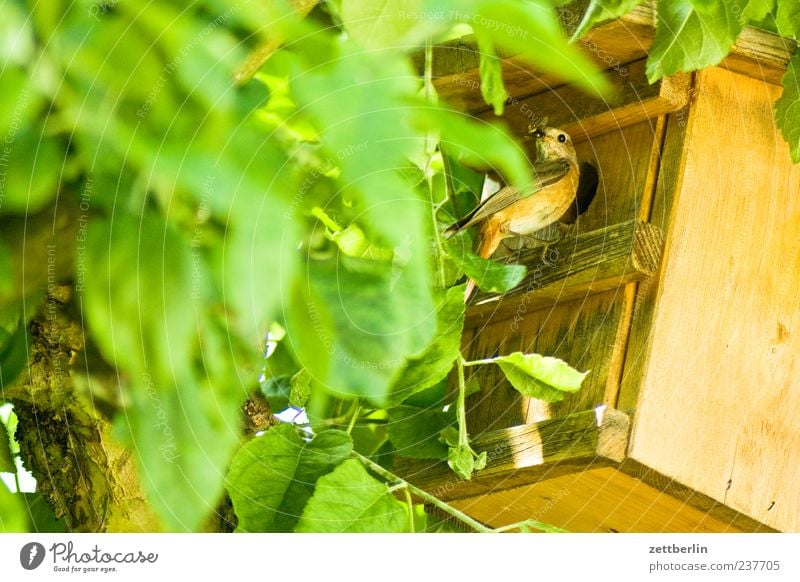 Gartenrotschwanz Sommer Umwelt Natur Tier Baum Vogel Tiergesicht 1 Blühend füttern Brutpflege Zugvogel Futterhäuschen Brutkasten Farbfoto Gedeckte Farben