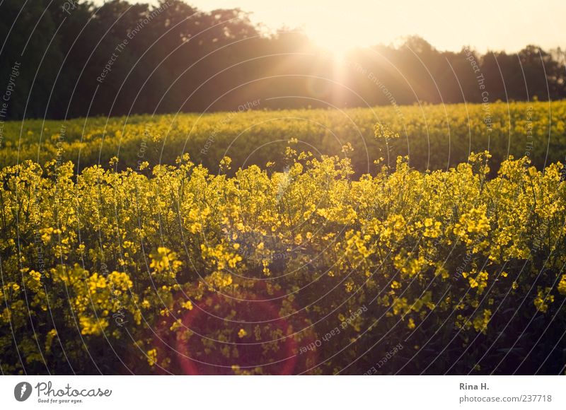 RapsFeld Natur Pflanze Frühling Schönes Wetter Nutzpflanze Rapsfeld leuchten natürlich gelb Farbfoto Außenaufnahme Menschenleer Reflexion & Spiegelung