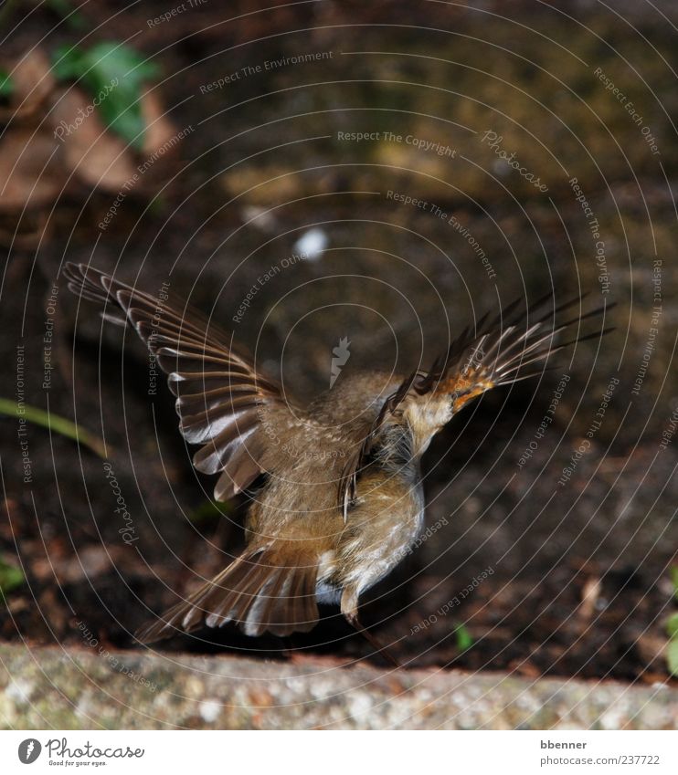 Rotkehlchen Umwelt Natur Tier Vogel 1 fliegen schön Farbfoto Außenaufnahme Rückansicht Flügel braun Menschenleer Beginn Vogelflug