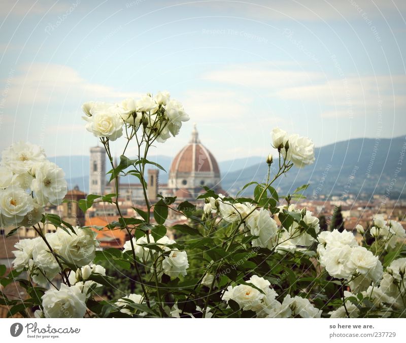 firenze florence florence rosa rose rose Pflanze Himmel Frühling Sommer Schönes Wetter Rose Stadt Skyline Dom Sehenswürdigkeit Wahrzeichen Ferne Unendlichkeit