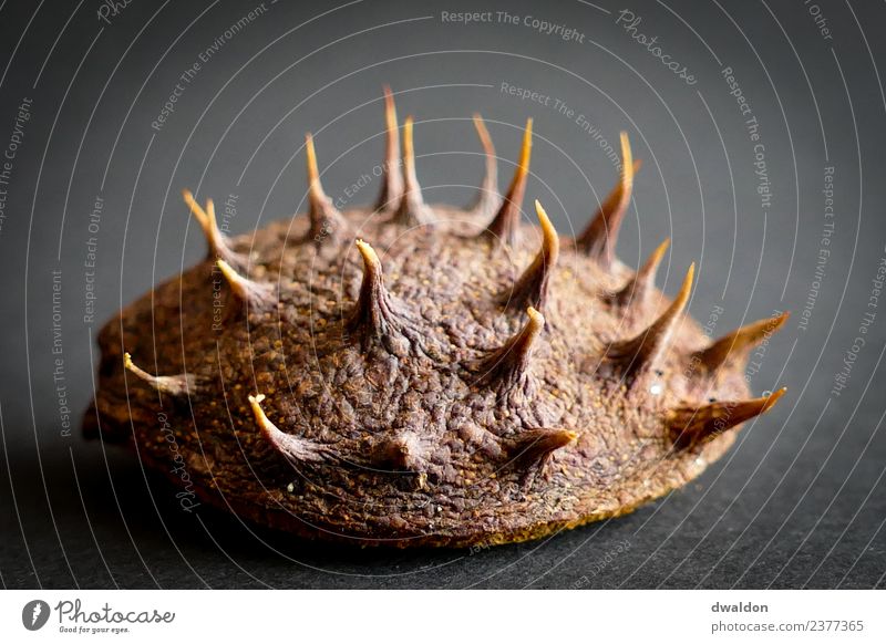 KastanienPanzer Natur Pflanze Baum Aggression außergewöhnlich bedrohlich eckig Spitze braun gelb Tapferkeit Schutz Feindseligkeit Angst Krieg Sicherheit Autumn