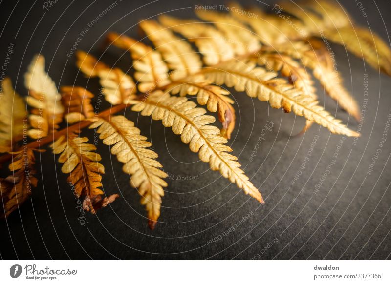 Studioaufnahme (Macro) eines Farns (herbstlich) Natur Pflanze Sträucher Blatt Grünpflanze ästhetisch außergewöhnlich dunkel einfach einzigartig weich braun