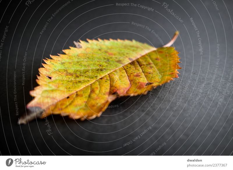 Macro eines Herbstblattes Natur Pflanze Blatt Grünpflanze Autumn leaf Makroaufnahme Nahaufnahme Stengel Farbfoto mehrfarbig Innenaufnahme Studioaufnahme