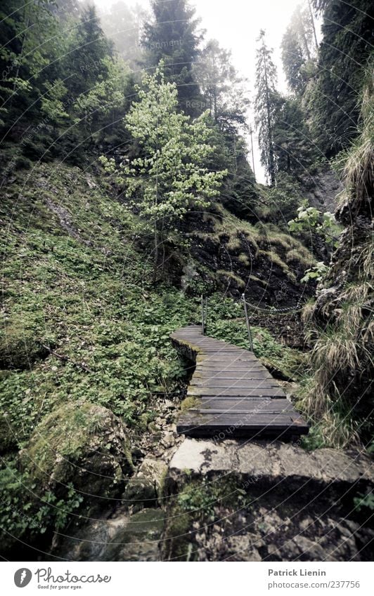 Poëta Raisse Ferien & Urlaub & Reisen Ausflug Freiheit Umwelt Natur schlechtes Wetter Nebel Regen Baum Wald Schlucht Brücke Stein Holz grün Beginn entdecken