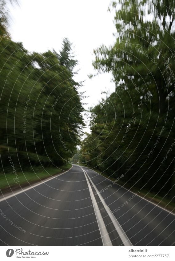 immer der straße entlang... Umwelt Natur Landschaft Baum Gras Wald Straße Bewegung Farbfoto Außenaufnahme Menschenleer Tag Zentralperspektive Markierungslinie