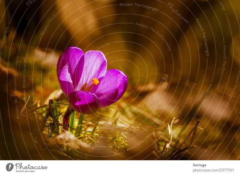 Krokus im Sonnenschein Umwelt Natur Landschaft Pflanze Tier Frühling Blume Gras Moos Nutzpflanze Wildpflanze Garten Park Wiese Wald Blühend Krokusse Farbfoto