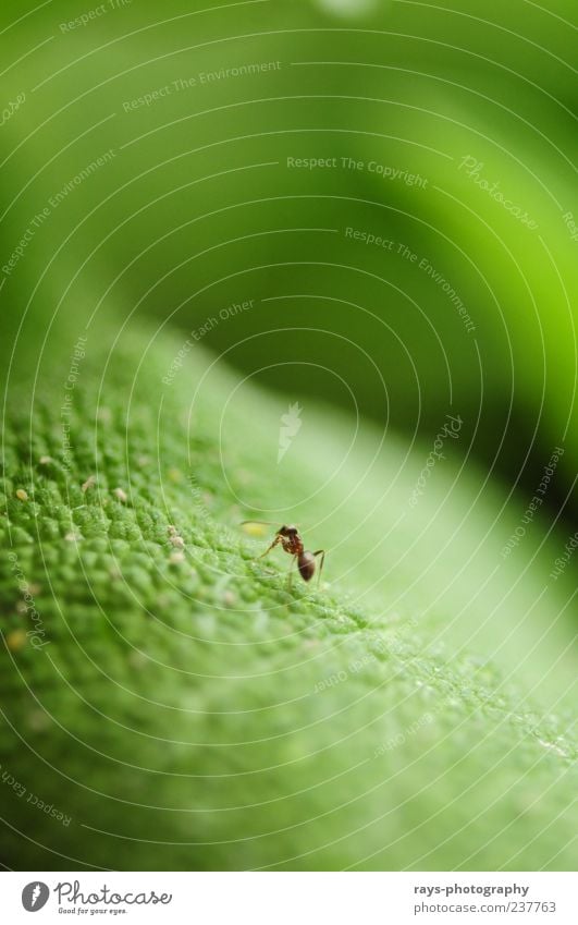 Klein aber stark. Tier entdecken Freiheit Zufriedenheit Leichtigkeit Mittelpunkt Natur Farbfoto Makroaufnahme Morgen Licht Schatten Unschärfe