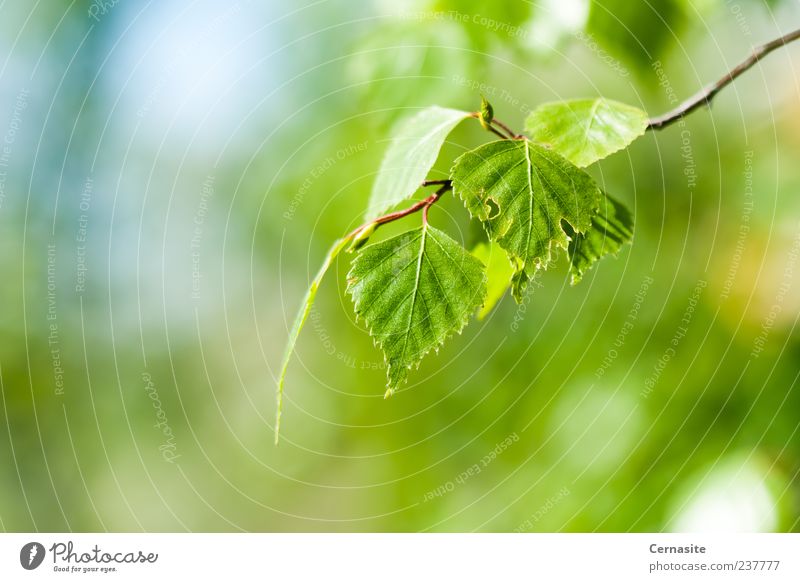 Einfaches Grün Sonnenlicht Frühling Pflanze Baum Blatt ästhetisch authentisch einfach frisch schön nah neu wild weich blau grün Unschärfe Birkenblätter Europa