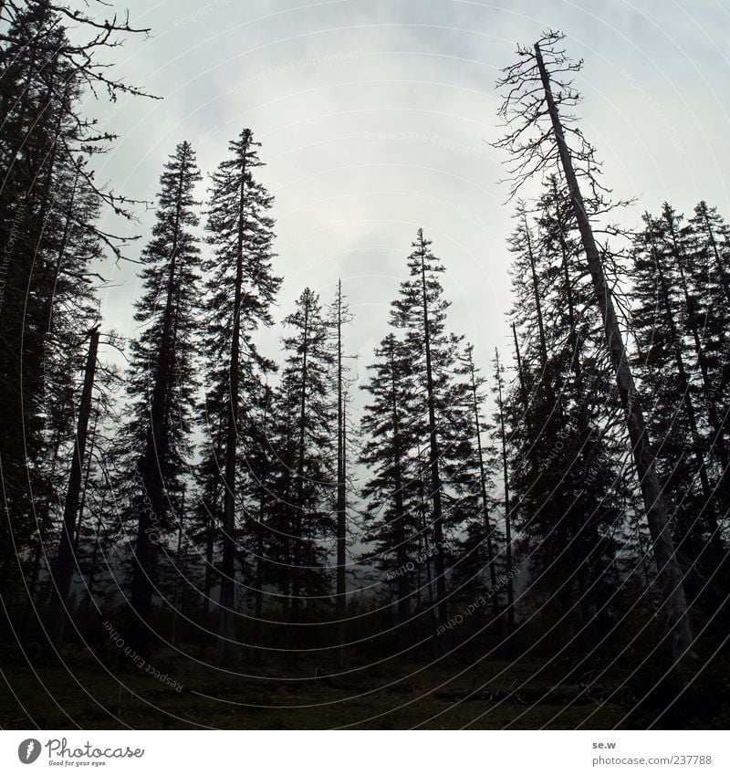 Streichhölzer Landschaft Himmel Wolken Wald Alpen dunkel kalt grau ruhig Natur Wege & Pfade Kalkalpen Karwendelgebirge Nebelwald Menschenleer Textfreiraum unten