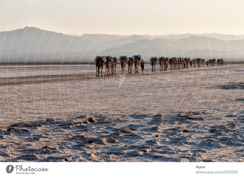 in Danakil Äthiopien Afrika Ferien & Urlaub & Reisen Tourismus Abenteuer Ferne Berge u. Gebirge Arbeit & Erwerbstätigkeit Seil Kultur Natur Landschaft Tier