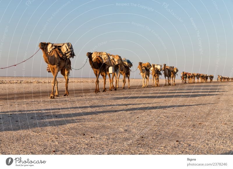 in Danakil Äthiopien Afrika Ferien & Urlaub & Reisen Tourismus Abenteuer Ferne Berge u. Gebirge Arbeit & Erwerbstätigkeit Seil Kultur Natur Landschaft Tier