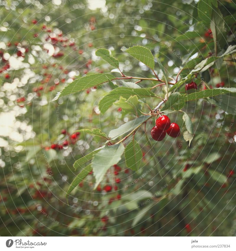 kirschenzeit Lebensmittel Frucht Kirsche Ernährung Bioprodukte Vegetarische Ernährung Fingerfood Natur Pflanze Baum Blatt lecker grün rot Farbfoto Außenaufnahme