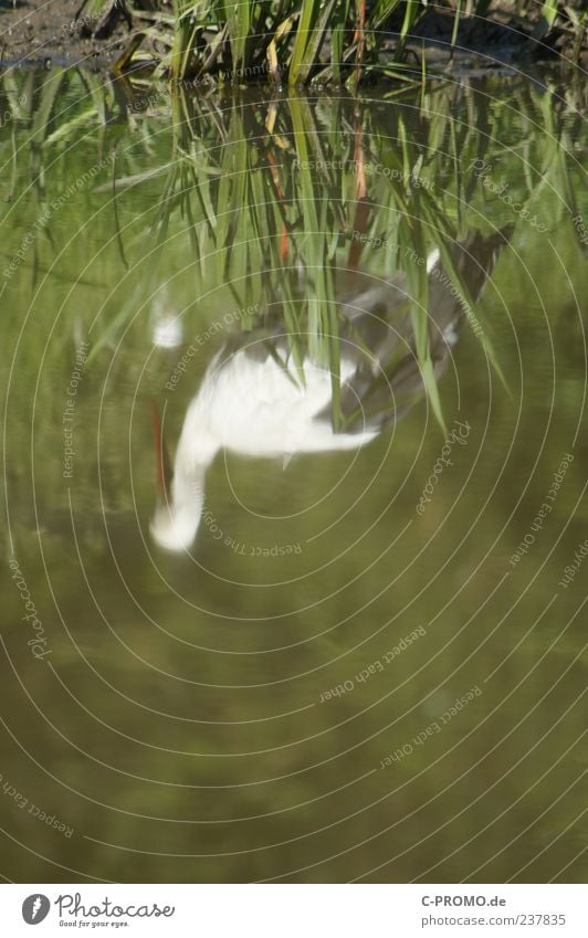 Reflexionen eines Storchs Wasser Seeufer Tier Wildtier Flügel 1 grün Farbfoto Außenaufnahme Textfreiraum unten Tag Reflexion & Spiegelung Unschärfe Natur Teich