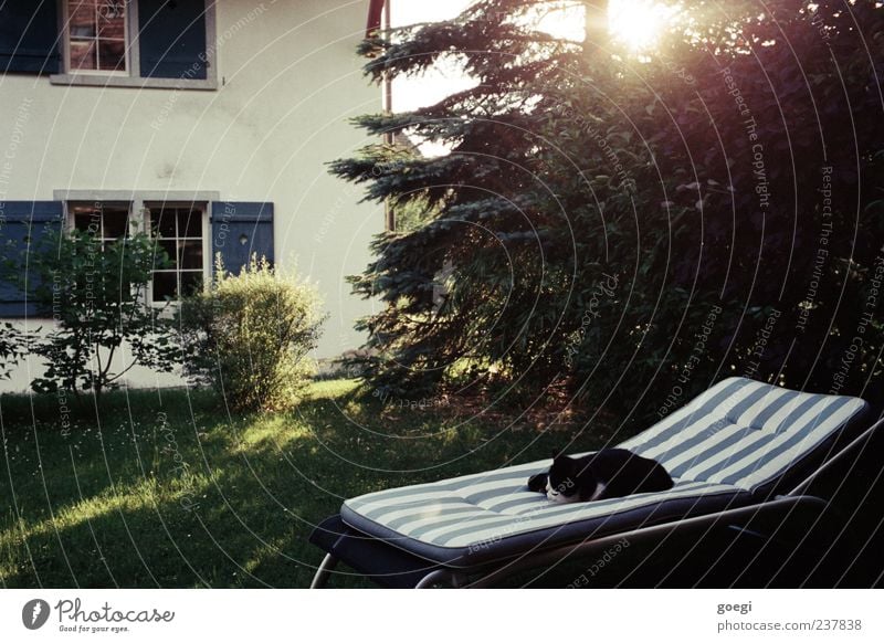 Zeit für mich Sonnenlicht Sommer Baum Gras Sträucher Garten Haus Einfamilienhaus Fassade Fenster Tier Haustier Katze 1 Liegestuhl genießen liegen schlafen