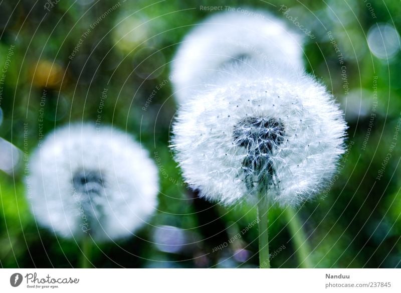 •• Pflanze weich Löwenzahn rund Wiese Samen Tiefenschärfe Natur natürlich natürliche Farbe Menschenleer Textfreiraum links Textfreiraum oben Farbfoto Tag