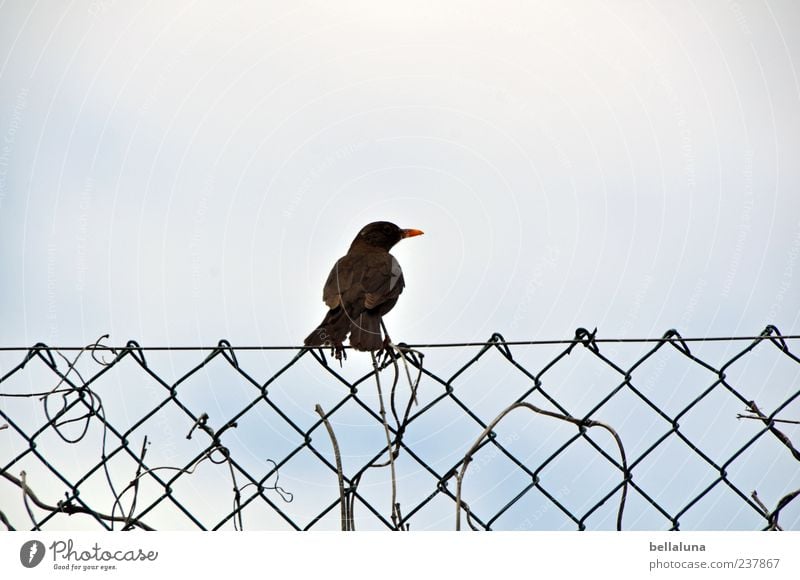 Haßliebe Umwelt Natur Himmel Wolkenloser Himmel Tier Wildtier Vogel 1 sitzen Amsel singen Zaun Maschendraht Maschendrahtzaun Farbfoto Gedeckte Farben