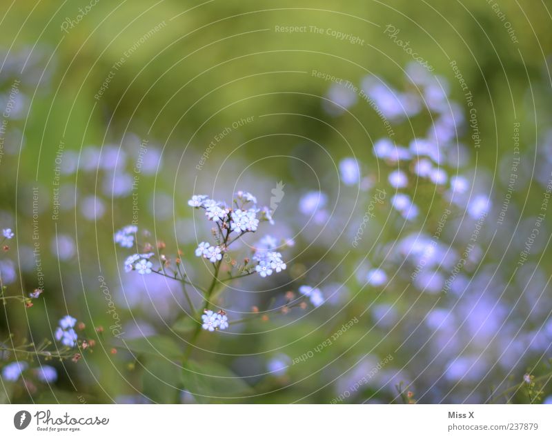 VGM Frühling Sommer Pflanze Blume Blatt Blüte Blühend Wachstum klein blau Vergißmeinnicht Erinnerung Farbfoto mehrfarbig Außenaufnahme Nahaufnahme Menschenleer