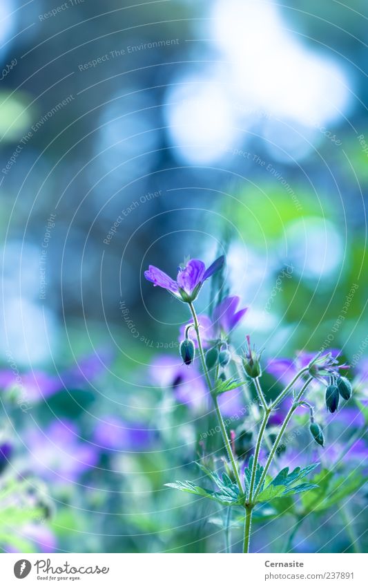 Fasziniert Natur Pflanze Sonnenlicht Sommer Schönes Wetter Blume Blatt Blüte Park Wiese Feld ästhetisch Duft authentisch einfach frisch Zusammensein schön weich