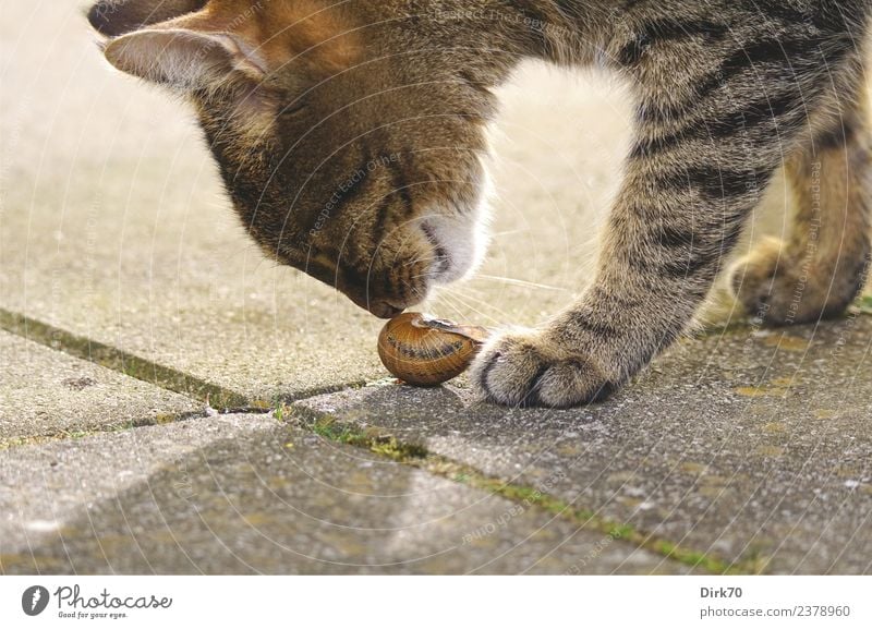 Curiosity and the Cat Natur Sonnenlicht Frühling Schönes Wetter Moos Garten Terrasse Wege & Pfade Tier Haustier Katze Schnecke Pfote Hauskatze