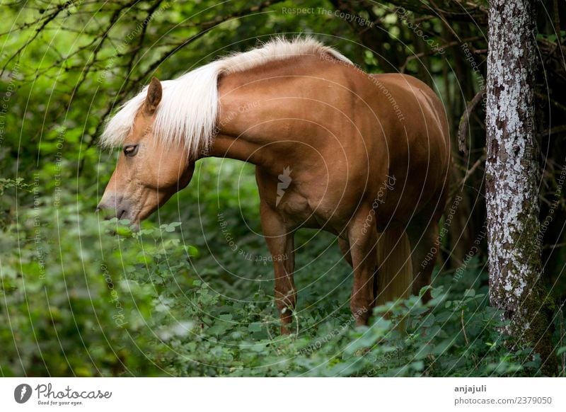 Haflinger Pferd im Wald frisst Gras Pflanze Tier Frühling Sommer Baum Sträucher Grünpflanze Wiese Tierjunges glänzend grün Mähne Fressen Blatt schön Freiheit