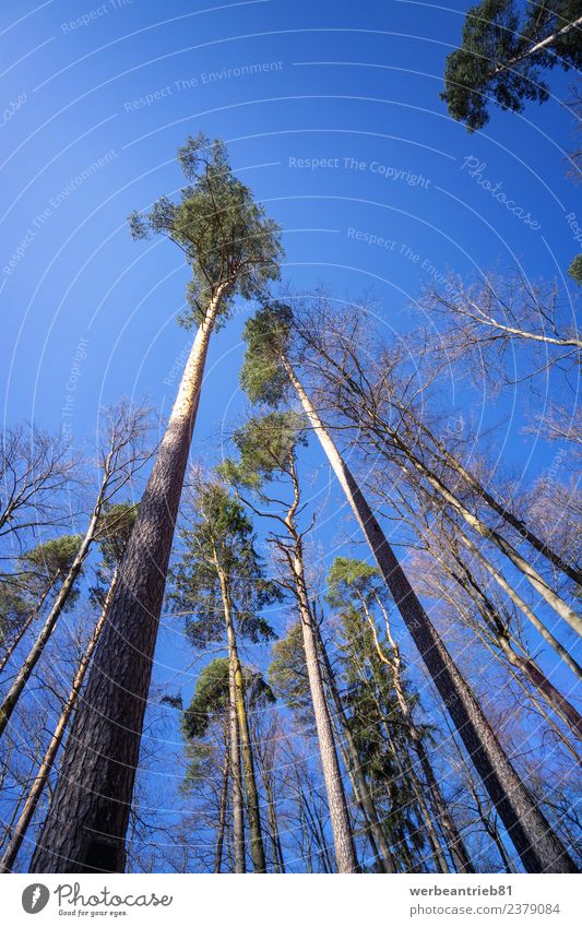 Tannenbäume aus einem niedrigen Blickwinkel Leben wandern Umwelt Natur Pflanze Wolkenloser Himmel Frühling Sommer Baum Wald Steigerwald entdecken stehen träumen