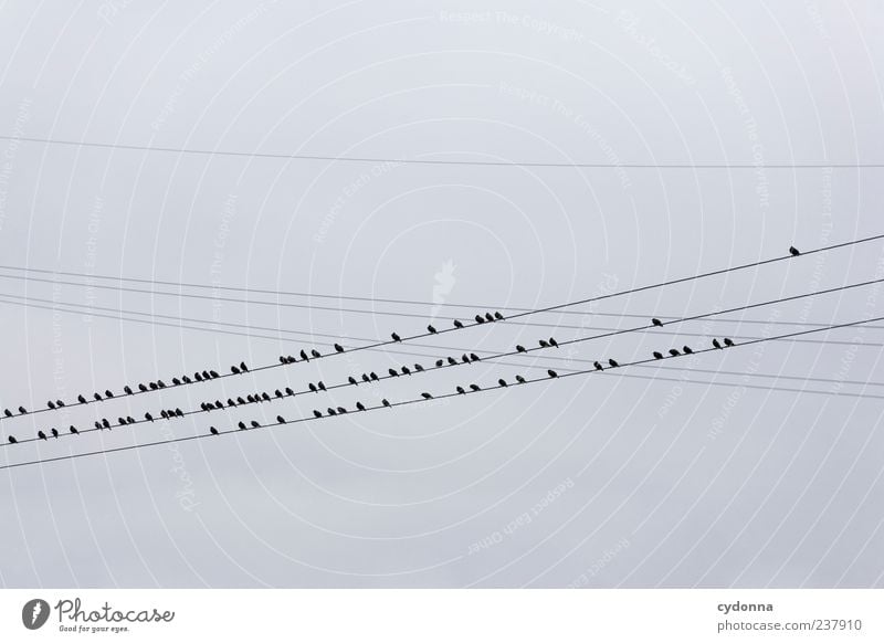 Die Vögel Umwelt Natur Himmel Wolken Vogel Schwarm ästhetisch einzigartig Freiheit Gelassenheit Netzwerk ruhig Vogelschwarm sitzen Hochspannungsleitung