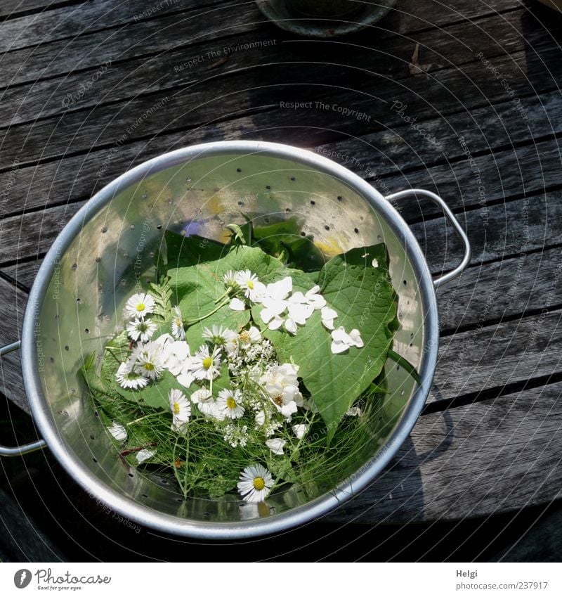 aus der Kräuterküche... Lebensmittel Gemüse Salat Salatbeilage Kräuter & Gewürze Ernährung Bioprodukte Vegetarische Ernährung Diät Schalen & Schüsseln Pflanze