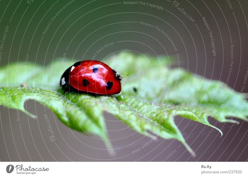 Roter Überflieger Sommer Natur Blatt Grünpflanze Tier Käfer Bewegung Fressen krabbeln frei grün rot Leben Insekt Marienkäfer Farbfoto mehrfarbig Nahaufnahme