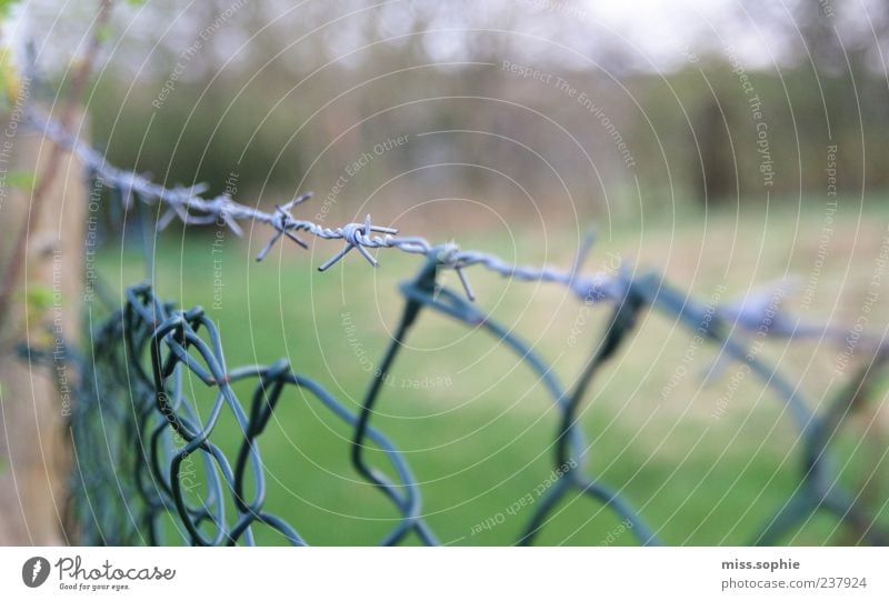 XXX Natur Gras Garten eckig Spitze stachelig grün Zaun Stacheldraht Stacheldrahtzaun Barriere Grenze Draht Detailaufnahme Textfreiraum rechts Textfreiraum oben