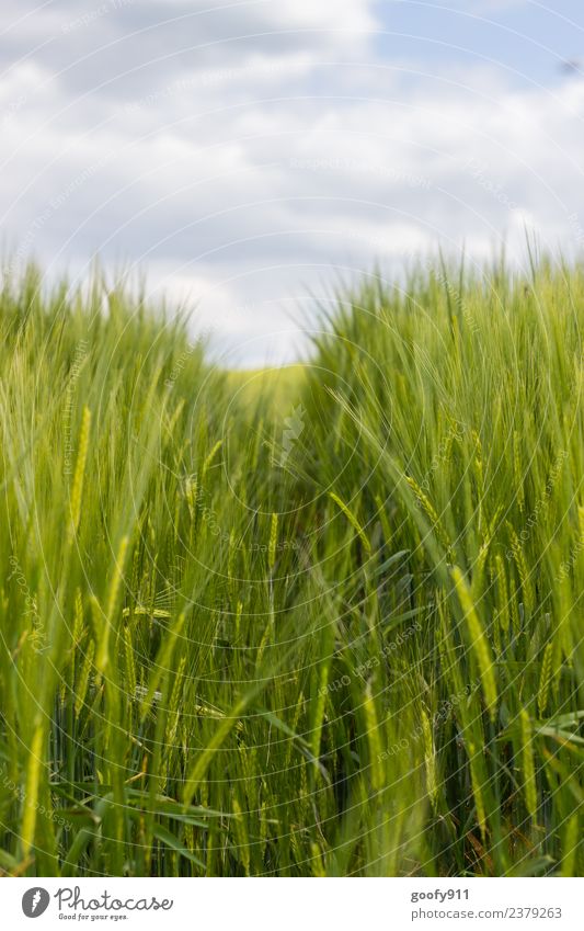 Maisfeld Zufriedenheit Erholung Sommer Sonne Umwelt Natur Landschaft Himmel Wolken Frühling Gras Grünpflanze Nutzpflanze Wiese Feld Duft elegant frei Glück