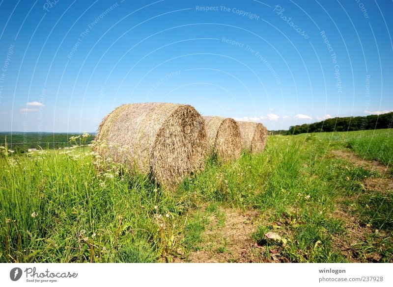 Stroh Getreide Weizenfeld Getreidefeld Getreideernte Ernte Strohballen Europäer Design Landwirt Arbeit & Erwerbstätigkeit Feldarbeit Wirtschaft Landwirtschaft