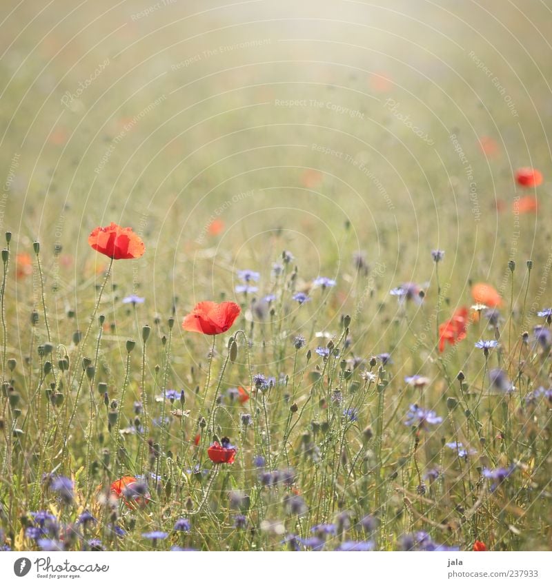 mohn & korn Umwelt Natur Landschaft Pflanze Frühling Sommer Blume Gras Blatt Blüte Wiese frei Freundlichkeit hell schön blau gelb grün rot Frühlingsgefühle Mohn