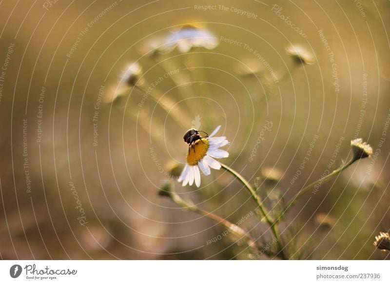 zweisamkeit Natur Pflanze Tier Schönes Wetter Blume Gras Blüte berühren Blühend krabbeln Glück nah natürlich Margerite Wohlgefühl Käfer Farbfoto Außenaufnahme