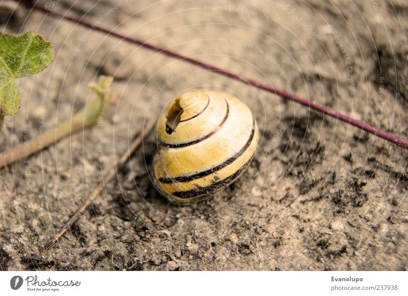 Freistehend - Zu vermieten Umwelt Natur Urelemente Erde Sommer Schönes Wetter Pflanze Gras Sträucher Blatt Grünpflanze Wildpflanze Garten Tier Wildtier