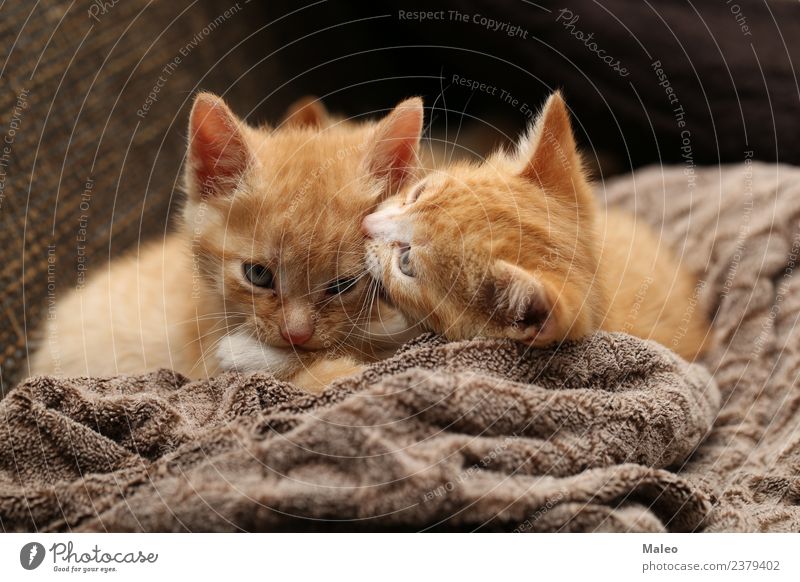 Kätzchen Haustier Katzenbaby klein Spielen rot Hauskatze schön Katzenauge Säugetier Liebling rothaarig Strichhaar Tierjunges