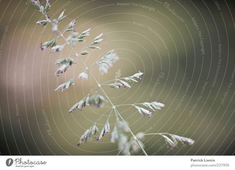 green grass Umwelt Natur Pflanze Frühling Gras Blatt Blüte Grünpflanze Wildpflanze grün ästhetisch elegant Grasspitze Farbfoto Außenaufnahme Nahaufnahme