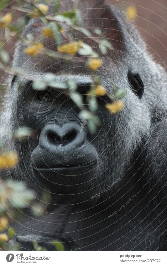 HerzNase Ausflug Safari Sommer Pflanze Blatt Blüte Wildtier Tiergesicht Zoo 1 Blick alt braun gelb grün Affen Gorilla Wildnis Gedeckte Farben Außenaufnahme