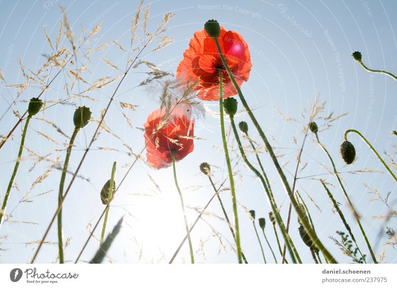 habe wieder in der Wiese gelegen Natur Pflanze Himmel Wolkenloser Himmel Sonne Sommer Schönes Wetter Blume Gras Blatt Blüte Wildpflanze blau rot Mohn Mohnblüte