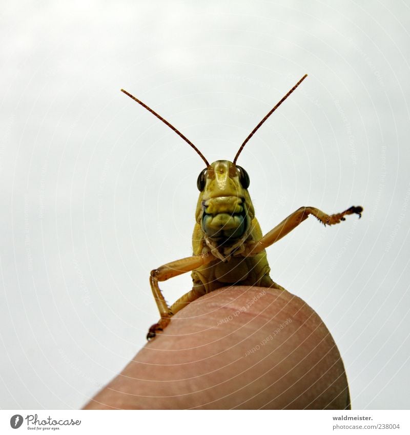 Einen Salat bitte! Tier Haustier Wildtier Heuschrecke Blick niedlich Lebensfreude Vertrauen Mitgefühl Wachsamkeit winken Farbfoto mehrfarbig Studioaufnahme