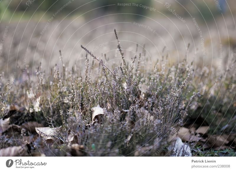 Besenheide Umwelt Natur Pflanze Sträucher Wildpflanze trocken ästhetisch Duft Heide besenheide zart calluna vulgaris Heidekrautgewächse Farbfoto Gedeckte Farben