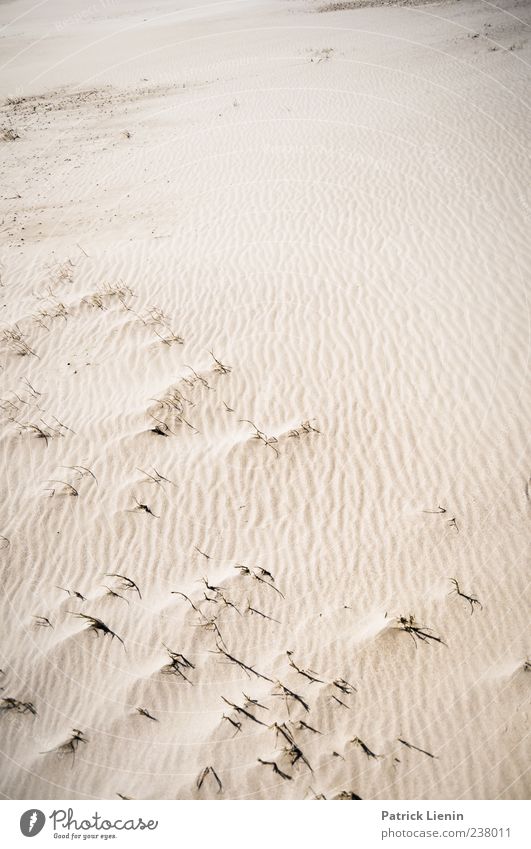 Spiekeroog | Wüstenboden Ferien & Urlaub & Reisen Tourismus Ausflug Ferne Freiheit Umwelt Natur Landschaft Urelemente Erde Sand Küste Strand Nordsee Meer Insel