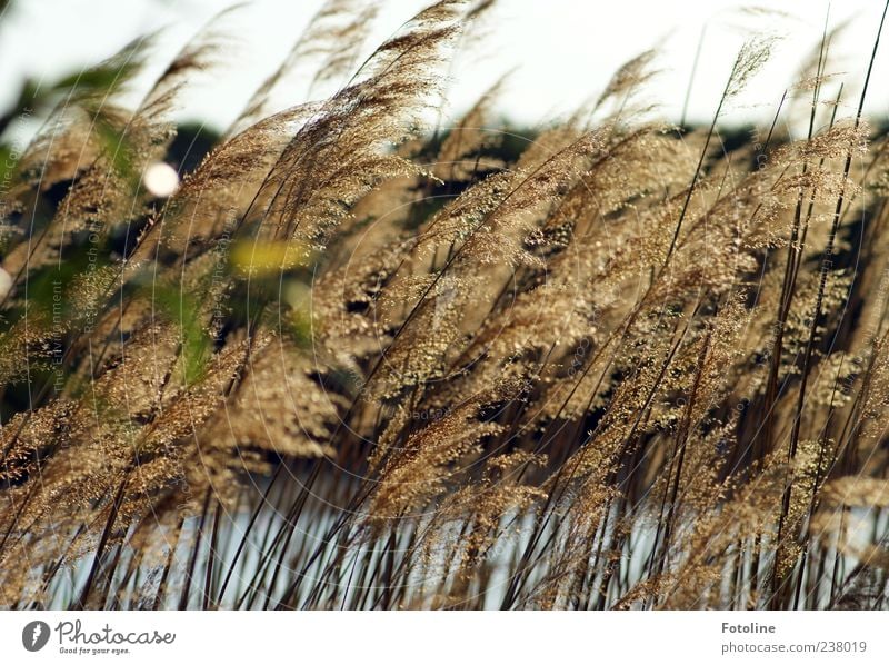 Am See Umwelt Natur Landschaft Pflanze Urelemente Wasser Himmel Wolkenloser Himmel Sommer Seeufer hell nah natürlich Schilfrohr Farbfoto mehrfarbig