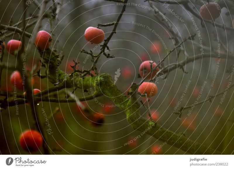 Winteräpfel Apfel Umwelt Natur Pflanze Baum Garten hängen dehydrieren Wachstum dunkel natürlich Stimmung Frucht vergessen Farbfoto Gedeckte Farben Außenaufnahme